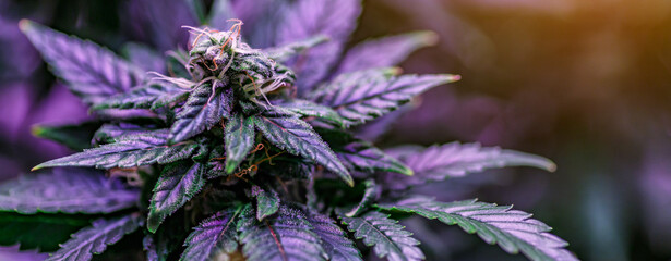 Close-up young hemp.Blackberry auto fem (FastBuds). Cannabis is a standoff between a drug and a...