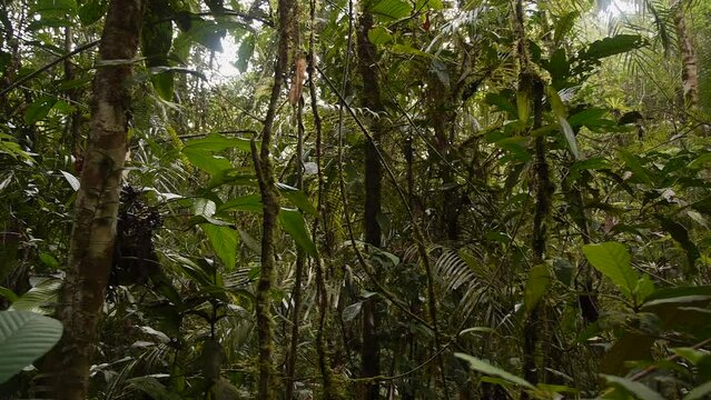 Lush rainforest undergrowth jungle scene pan, Borneo, Malaysia