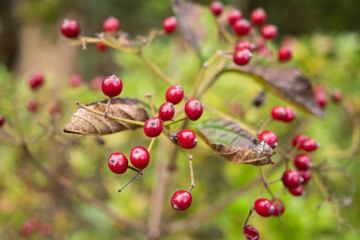 Obraz premium red berries of viburnum dilatatum, edible wild plants 3