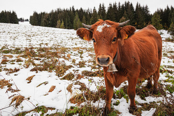 Bovine capture - Haute-Savoie, France