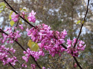 Cercis siliquastrum,Judas-tree, is a small deciduous tree in the flowering plant family Fabaceae which is noted for its prolific display of deep pink flowers in spring. 