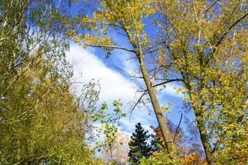 trees in the clouds
