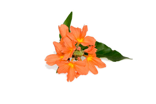 Orange Firecracker flower ( Crossandra infundibuliformis ) isolated on white background