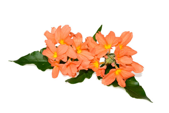 Orange Firecracker flower ( Crossandra infundibuliformis ) isolated on white background