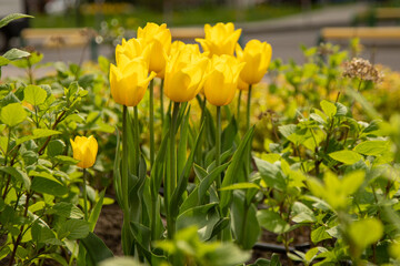 Obraz premium Yellow tulips in a flower bed. The tulip bud in garden. Beautiful simple spring flowers. Floral background. To grow plants. Gardening. Bush in the sun.
