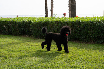 Black standard poodle in the park on green grass with a ball in his mouth.