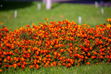 Red and orange flowers close up. Bouquet of yellow flowers. City flower beds, a beautiful and well-groomed garden with flowering bushes.