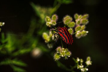 Fototapeta na wymiar Hemíptera roja con rayas negras 
