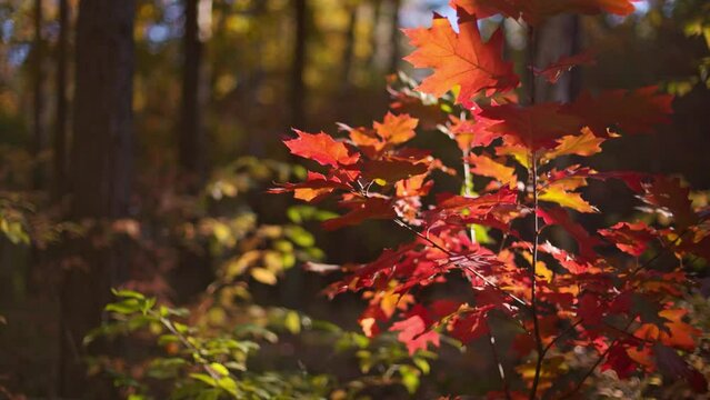Autumn Maple Leaf Tree In Fall, Red Leaves Season Forest Natural Landscape closeup view
