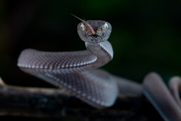 A black male mangrove pit viper snake Trimeresurus purpureomaculatus on attacking position with dark bokeh background