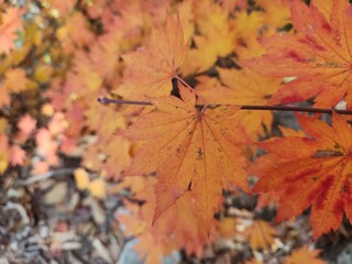 Bukhansan National Park - autumn mountains. hiking Korean mountains. mountain landscapes in autumn. trekking. rise to the top of the mountain. red and yellow autumn leaves