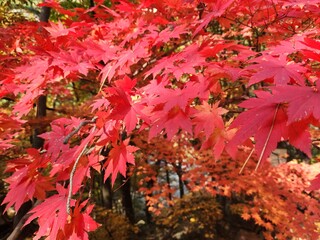 Bukhansan National Park - autumn mountains. hiking Korean mountains. mountain landscapes in autumn. trekking. rise to the top of the mountain. red and yellow autumn leaves