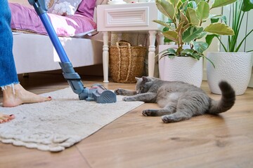 Cleaning house with vacuum cleaner, female with pet cat