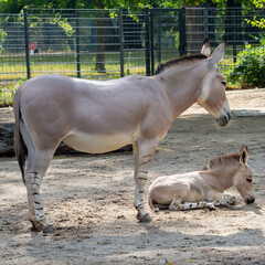 horse and foal