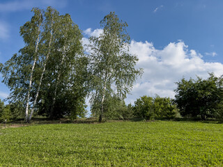 A field with a cropped green lawn made of clover against a background of trees and blue sky.