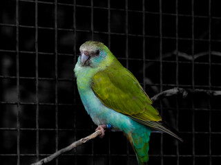 green winged macaw