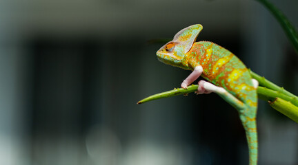 chameleon with blur background, predator