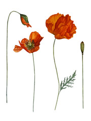 Watercolor red poppy, isolated hand-painted botanical illustrations of flowers on white background for beautiful projects, floral packaging, invitations, menus, stationery, apparel and clothing