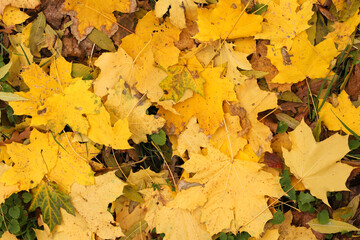 Naklejka na ściany i meble yellow autumnal maple leaves fallen in the forest