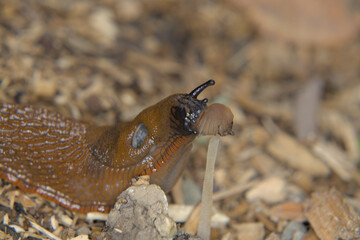 Schnecke die am Pilz frisst