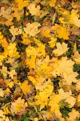 yellow autumnal maple leaves fallen in the forest. Vertical Orientation