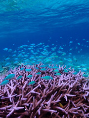 Fototapeta na wymiar coral reef and diver