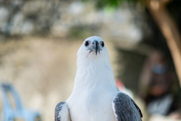 closeup eagle with blur background