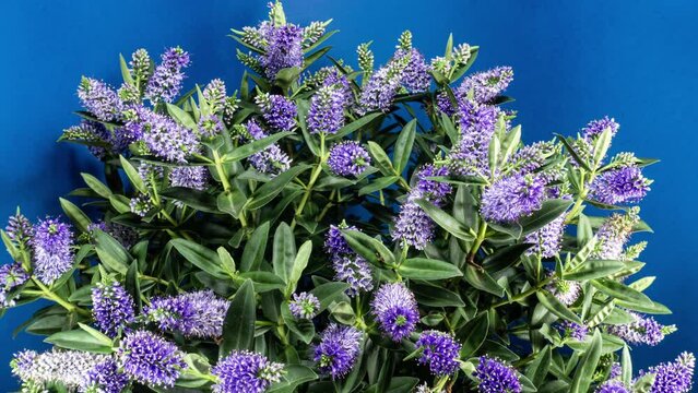 Hebe Violet Flowers Growing and Moving in Time Lapse on a Blue Background. Perfect Plant Background. Hebe Donna Very Bushy Plant with Flower Spikes Blossoming. Evergreen Plant Shrubby Veronica