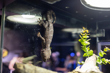 gecko, animal, predator, danger, close up