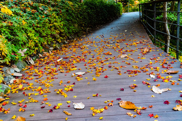 가을 데크 길 위에 쌓이는 낙엽