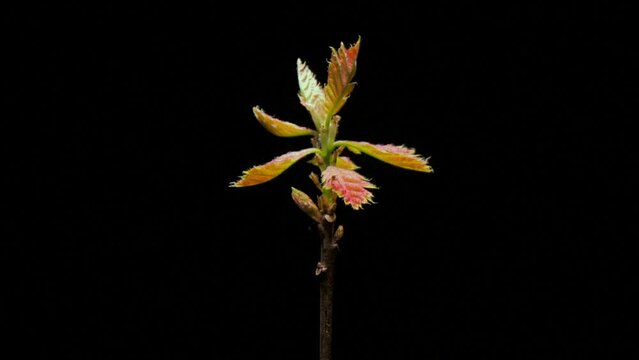 Tree sapling bud bursting open, leaves growing time-lapse close up