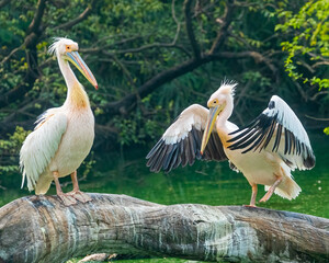 A female pelican dancing for its male