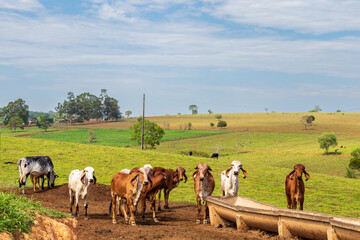 cows on a farm