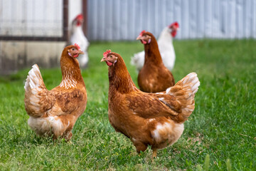 The hens feed on a traditional farm yard on a sunny day. Chicken standing in a backyard of a barn with a chicken coop. Free range poultry farming