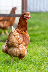 The hens feed on a traditional farm yard on a sunny day. A close up of a chicken standing in a backyard of a barn with a chicken coop. Free range poultry farming