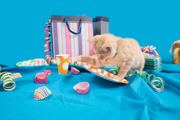 Small light yellow baby tabby cat messing up a birthday table with streamers and goodie bags on a...