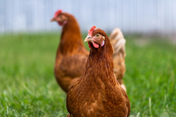 The hens feed on a traditional farm yard on a sunny day. Detail of a hen's head. A close up of a chicken standing in a backyard of a barn with a chicken coop. Free range poultry farming