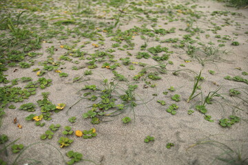 函館、湯川の海岸に茂る草。