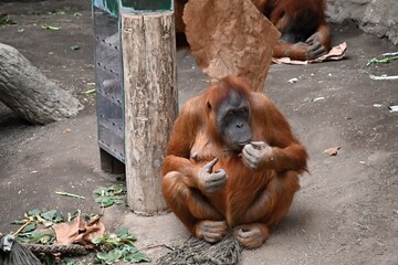 Sumatran orangutan resting,
in captivity