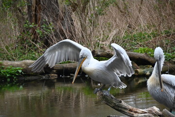 White Pelican in captivity
Big bird with big beak