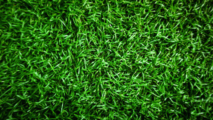 green grass background with blur overlay