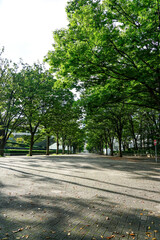 秋晴れの代々木公園ケヤキ並木（東京都渋谷区）