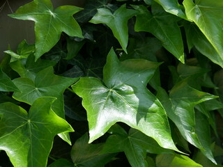The Hedera helix commonly called Pittsburgh Ivy, English Ivy or just Ivy.
