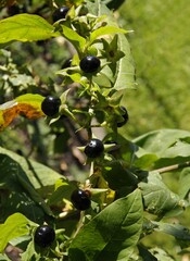 black,toxic fruits of Atropa bella-donna  - solanaceae family close up