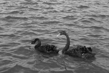 Black Swans on a lake during the summertime. This photo is in black and white for added effect.
