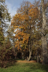 Naklejka premium seasonal autumnal landscape with trees and colorful foliage