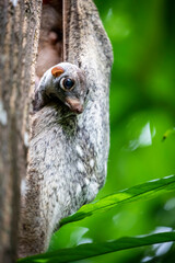 A baby wild Sunda flying lemur (Galeopterus variegatus) found in public area of Singapore Zoo.  It is covered by its mum.  is not a lemur and does not fly. Instead, it glides as it leaps among trees.  © Danny Ye