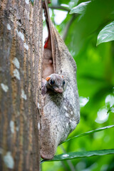 A baby wild Sunda flying lemur (Galeopterus variegatus) found in public area of Singapore Zoo. 
It is covered by its mum. 
is not a lemur and does not fly. Instead, it glides as it leaps among trees. 