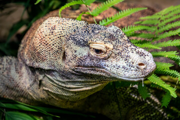 The closeup image of Komodo dragon. 
it is also known as the Komodo monitor, a species of lizard found in the Indonesian islands of Komodo, Rinca, Flores, and Gili Motang.