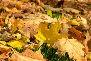 Fallen yellow maple leaves close-up in autumn laying on green grass in city park. Seasonal autumnal vibes background